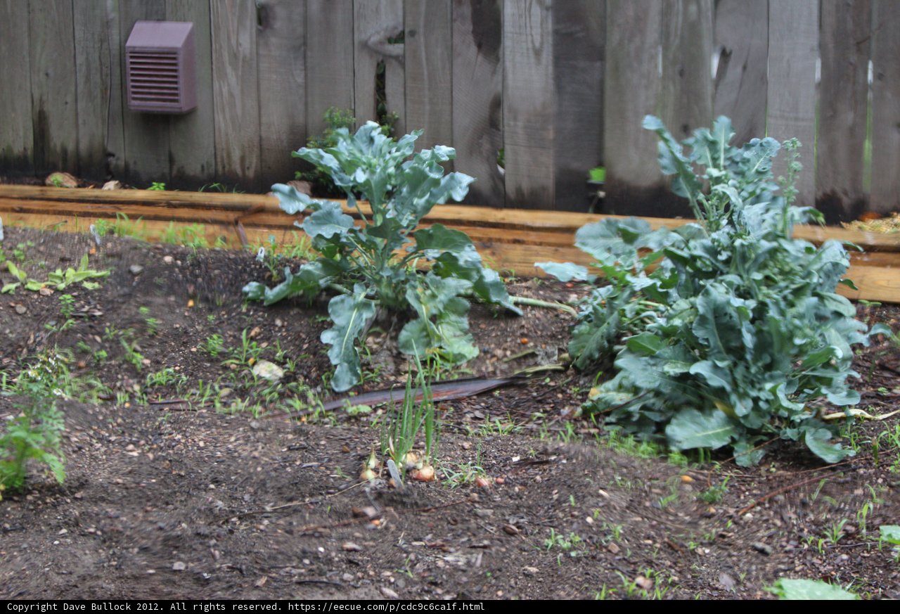Bountiful Garden Harvest