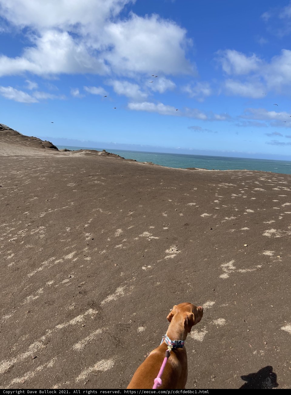 Sunny Day at the Beach with Man's Best Friend