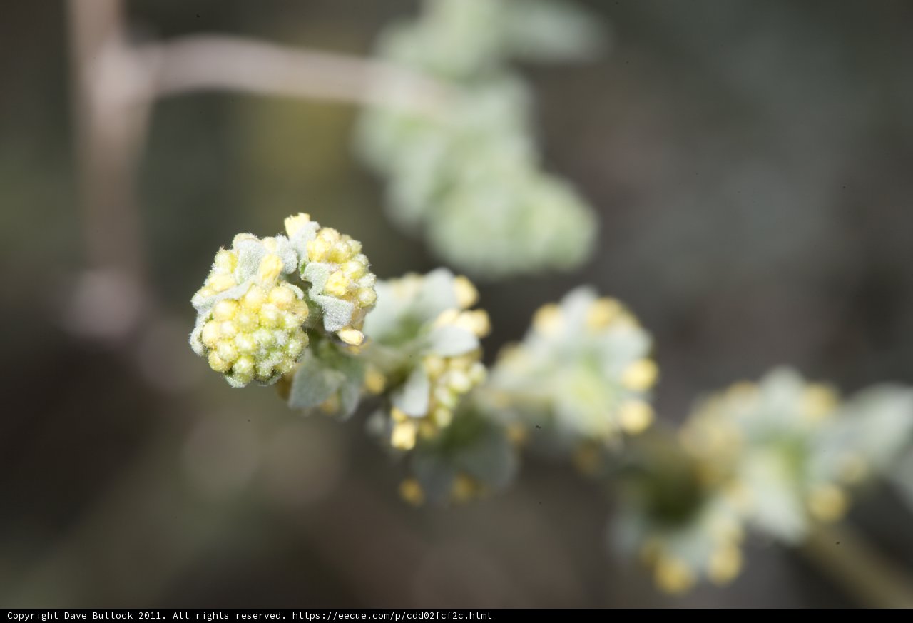 Yellow Flowering Plant in Anza
