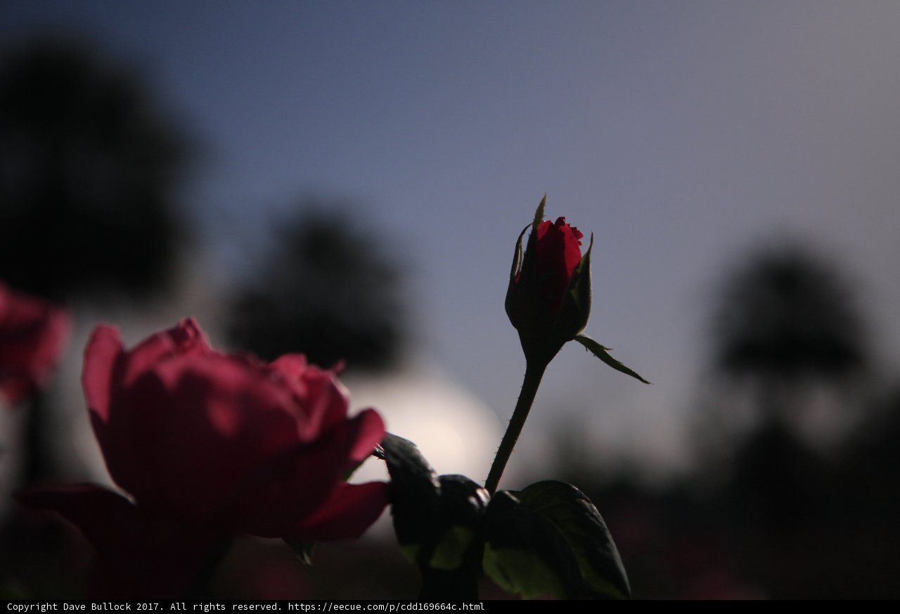 The Beauty of a Rose at St. Petersburg Botanical Gardens