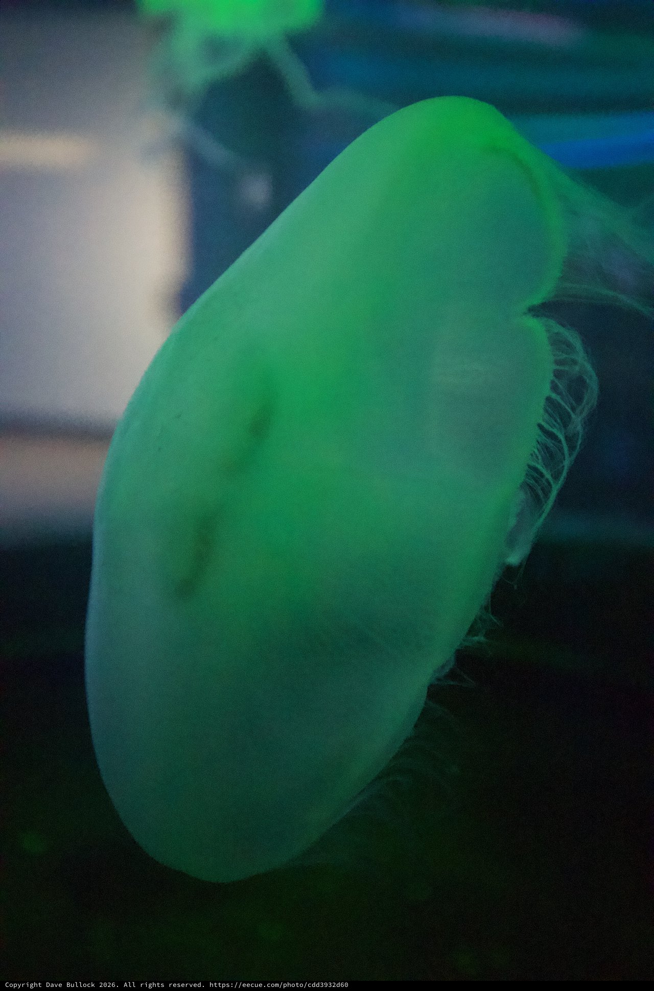 Green Glowing Budgie Portrait in Soft Light