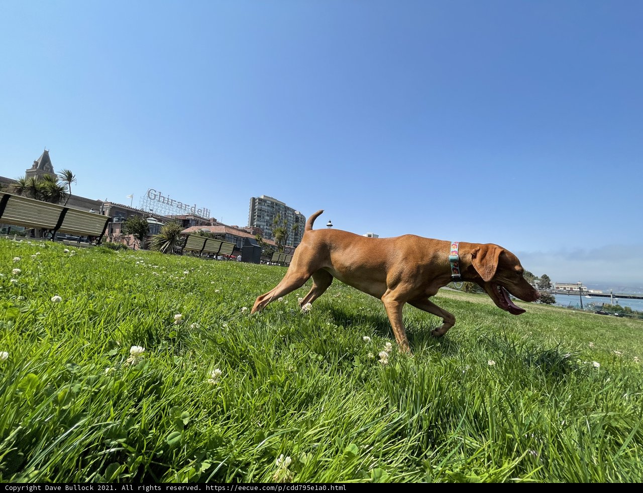 Running Free in the Sunny Fields