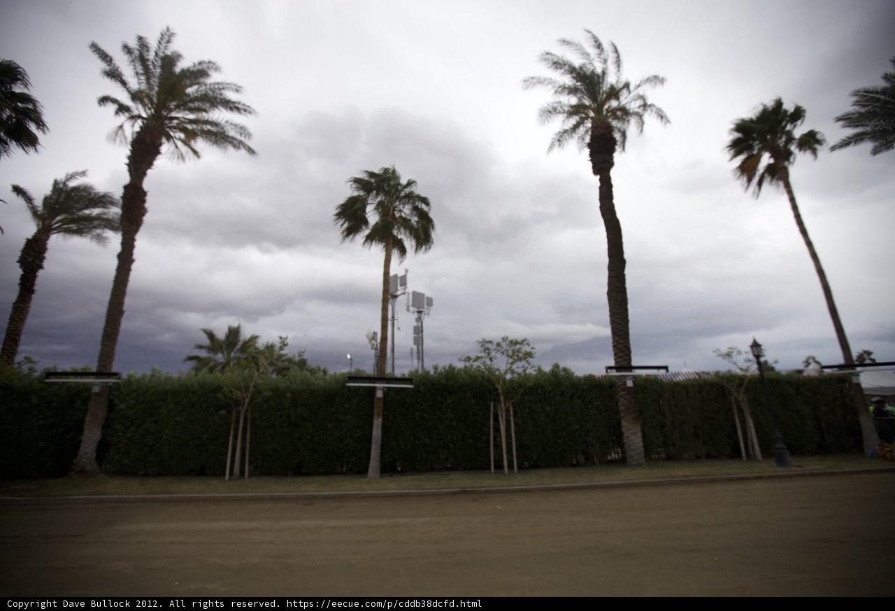 Palms Against the Sky