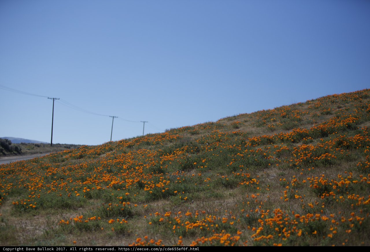 Orange Bloom on a Grassland Hill