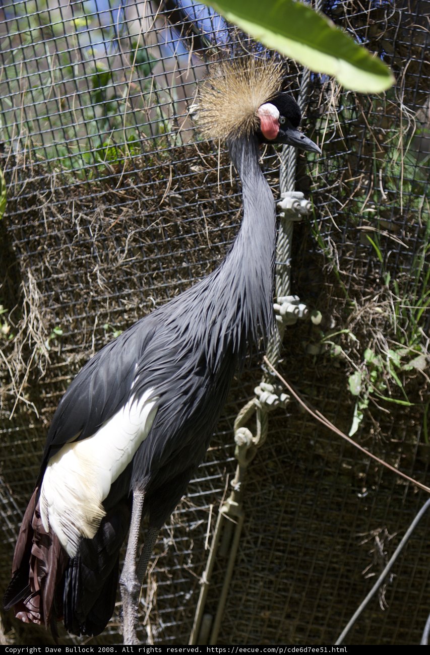 The Captive Crane