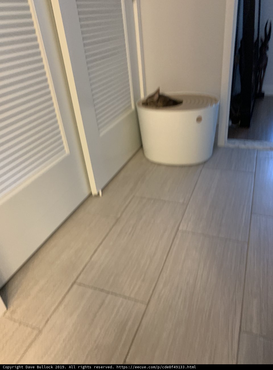 Cozy Cat Napping in a White Cat Bed