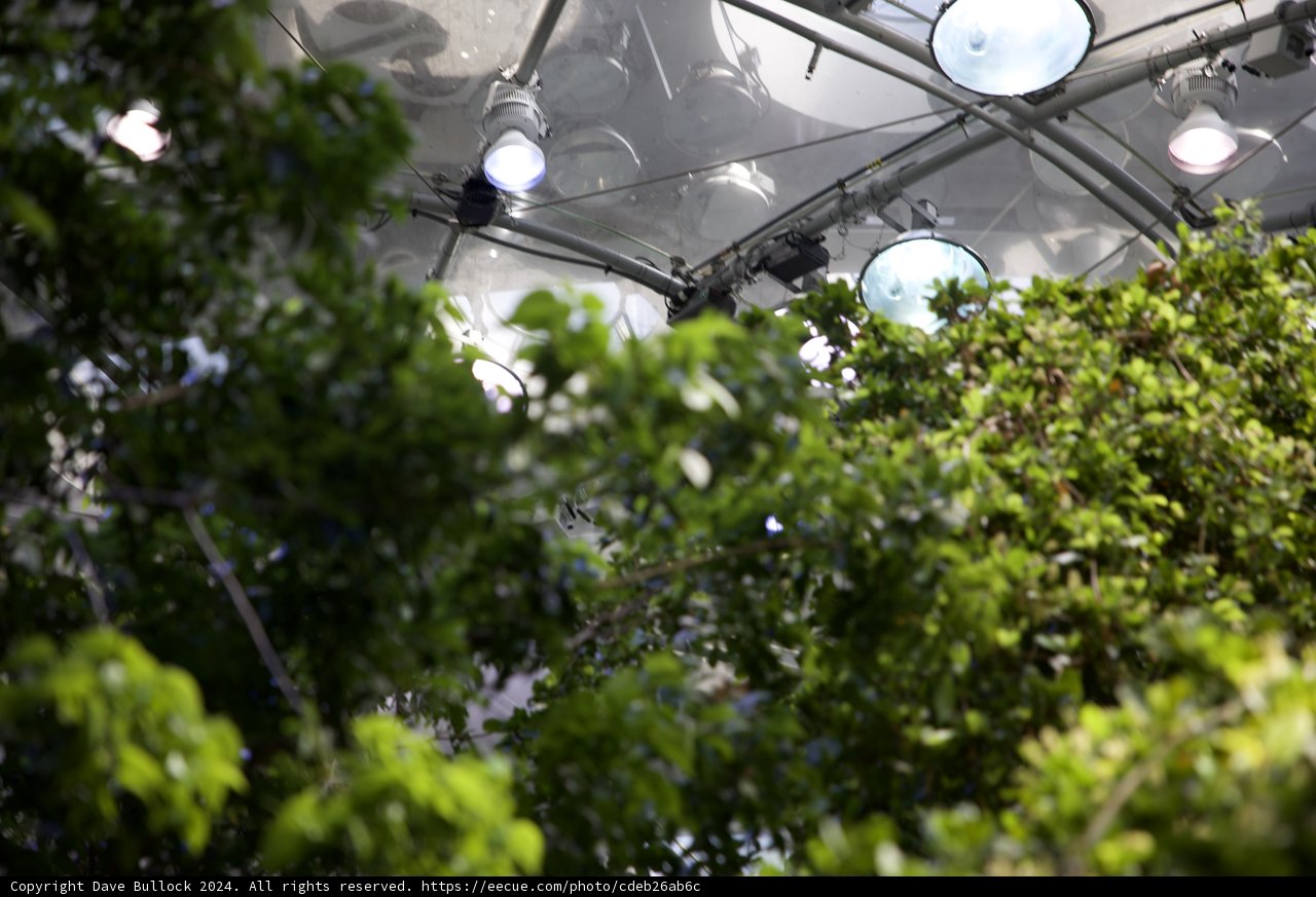 Illuminated Canopy: Magical Lights of the Rainforest