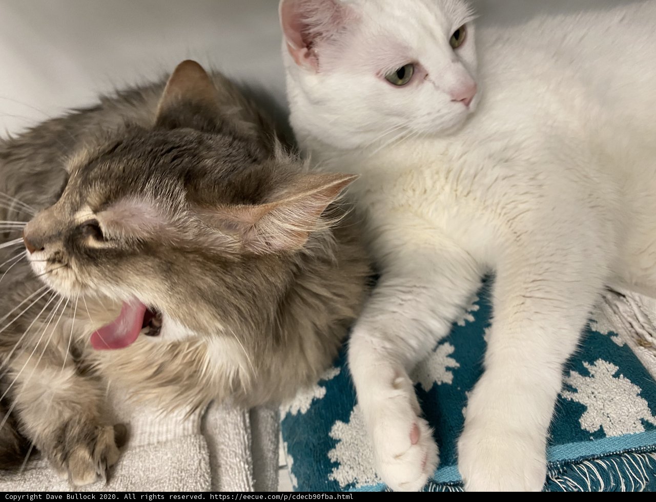 Feline Friends Unleash Their Tongues