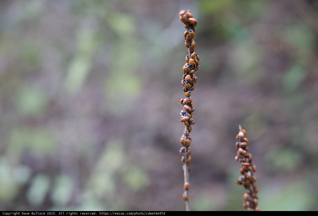 Ladybugs on the Huckleberry Trail