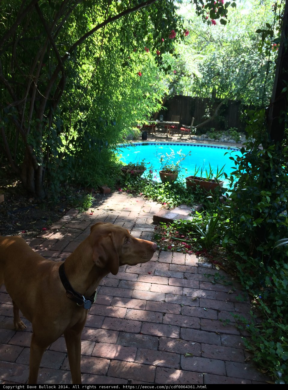 Relaxing by the Pool