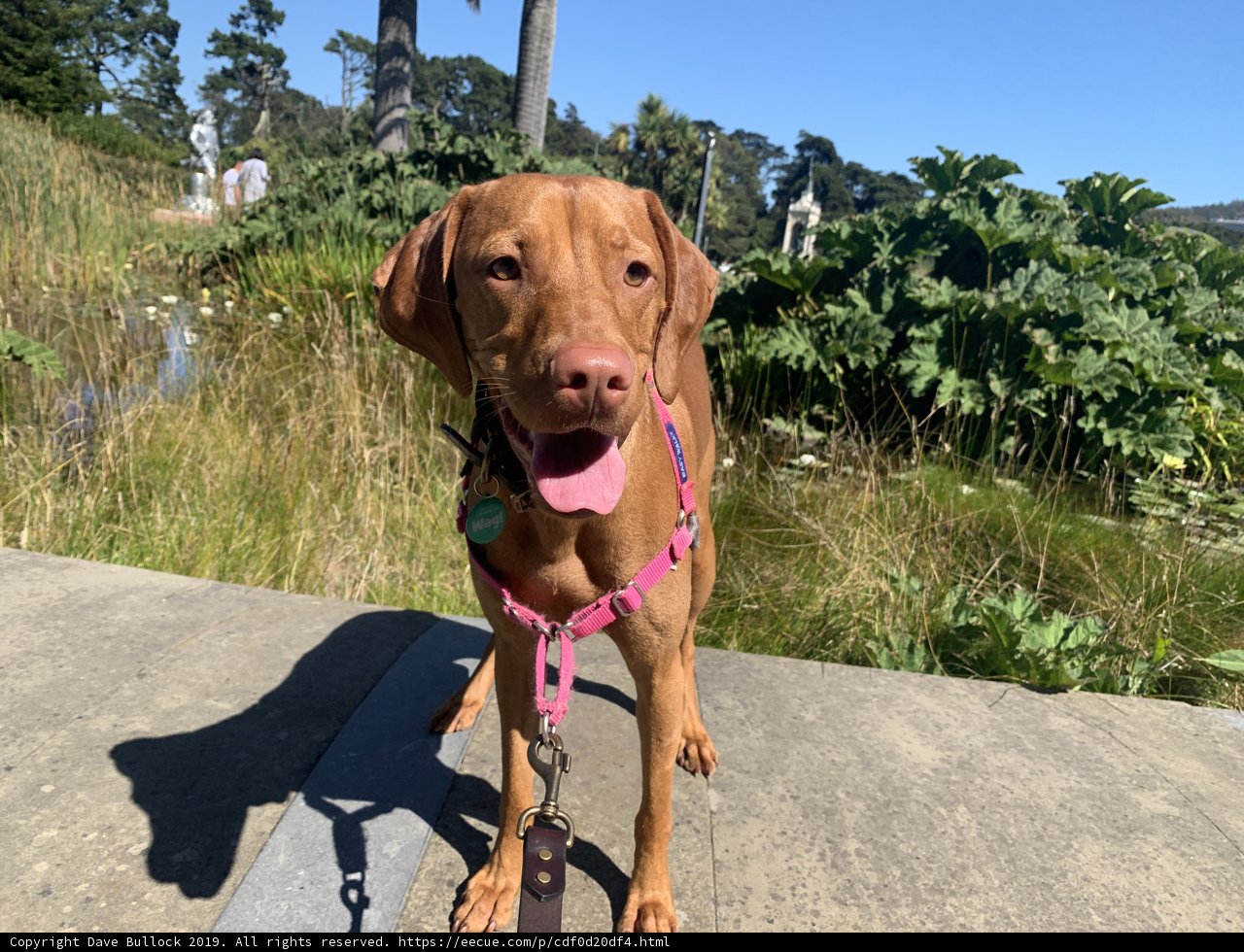 Happy Pup on a Walk