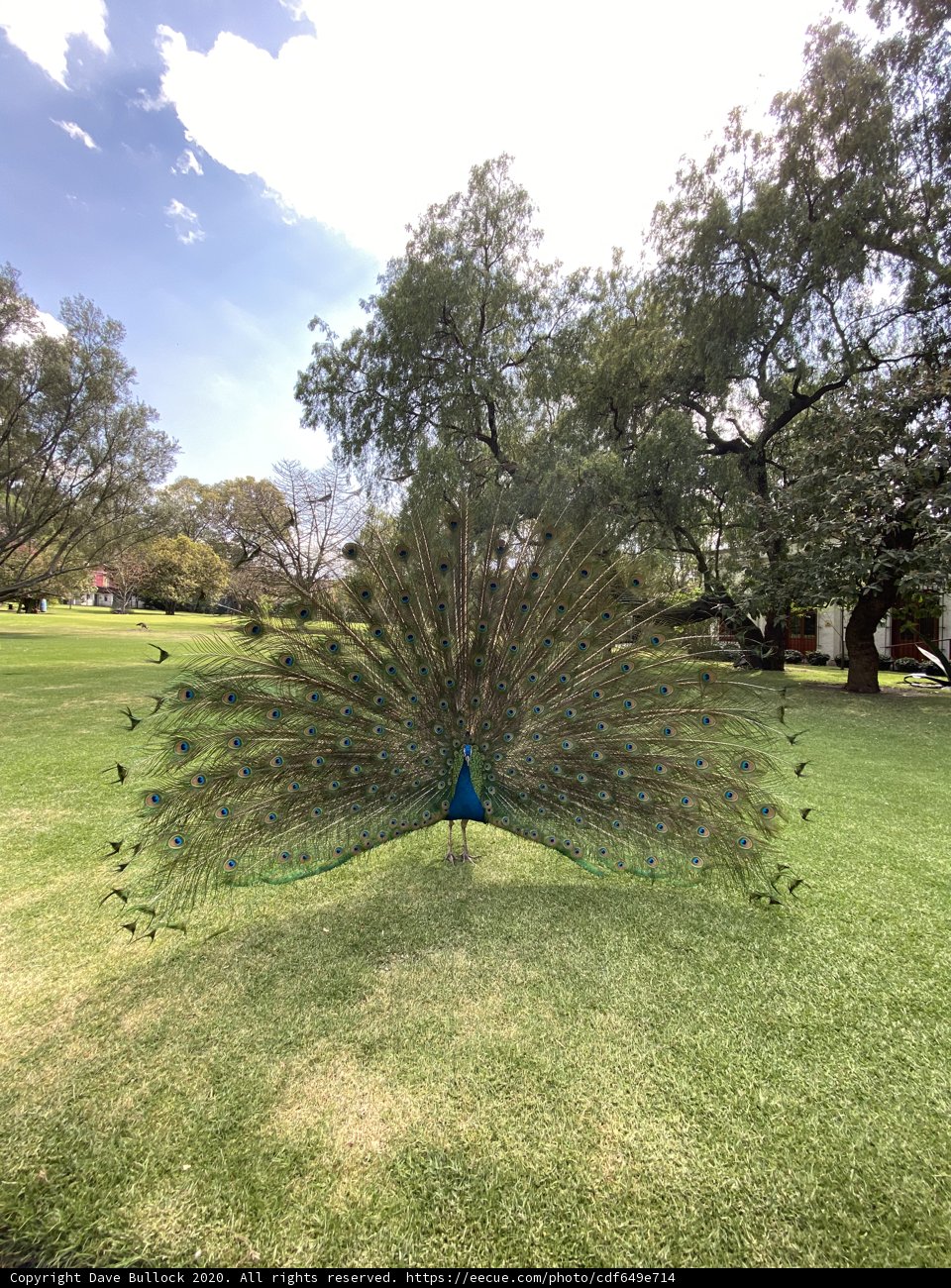 Majestic Peacock Amidst Nature
