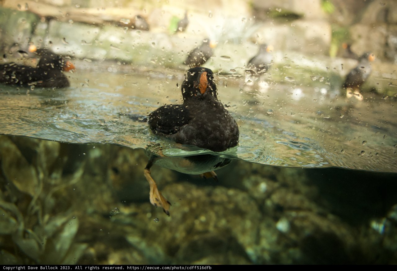 Aquatic Ballet of Birds
