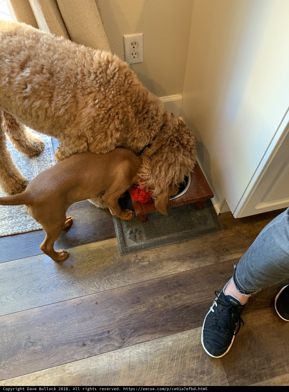 Furry Friends Sharing a Meal
