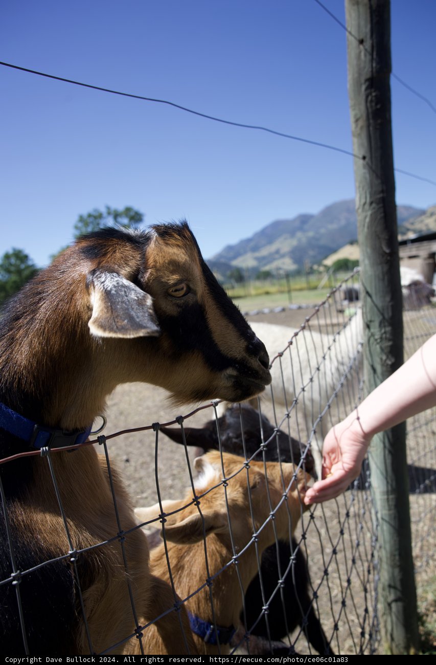 A Friendly Encounter at Old Faithful Geyser Park