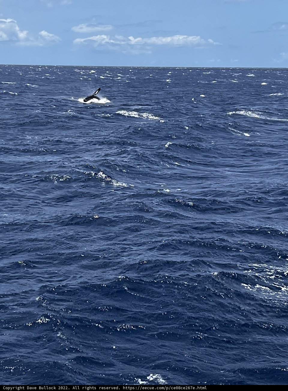 A Playful Dolphin in the North Pacific