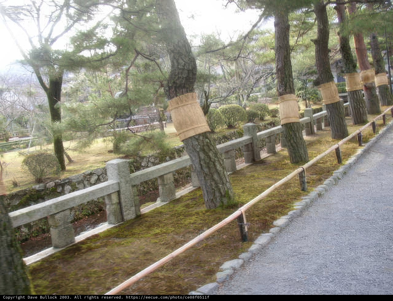 Path Through a Bamboo Grove