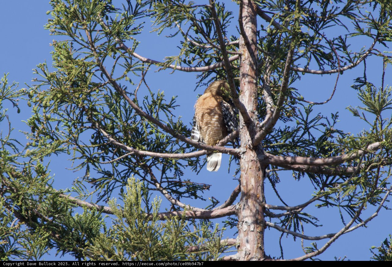 Perched Majesty