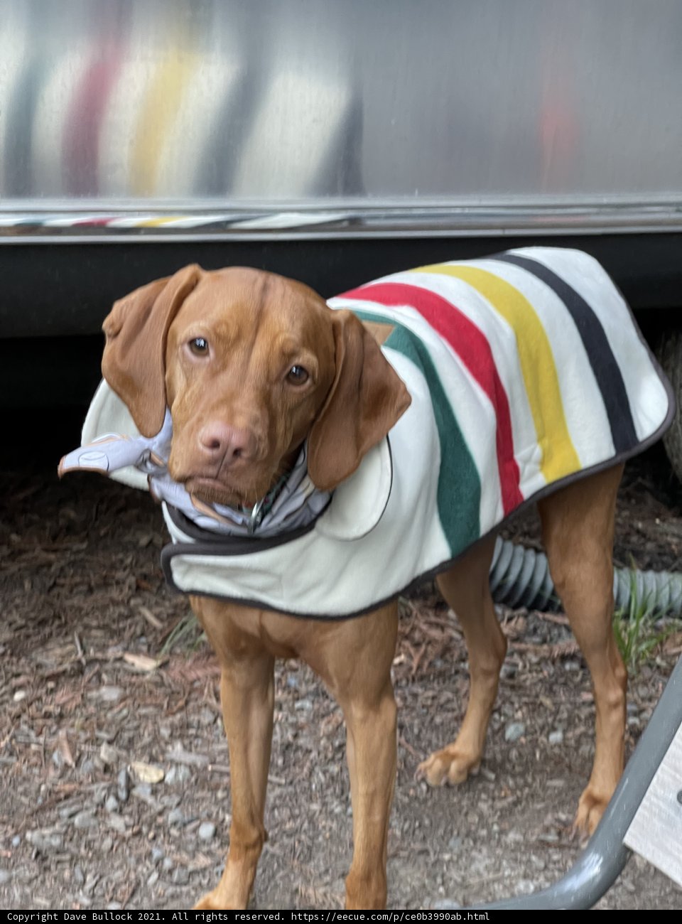 Colorful Canine Outdoors