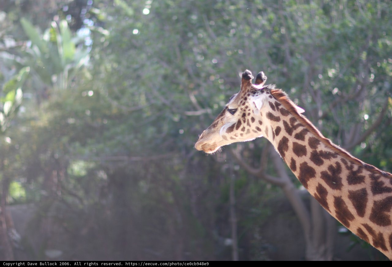 Towering Giraffe