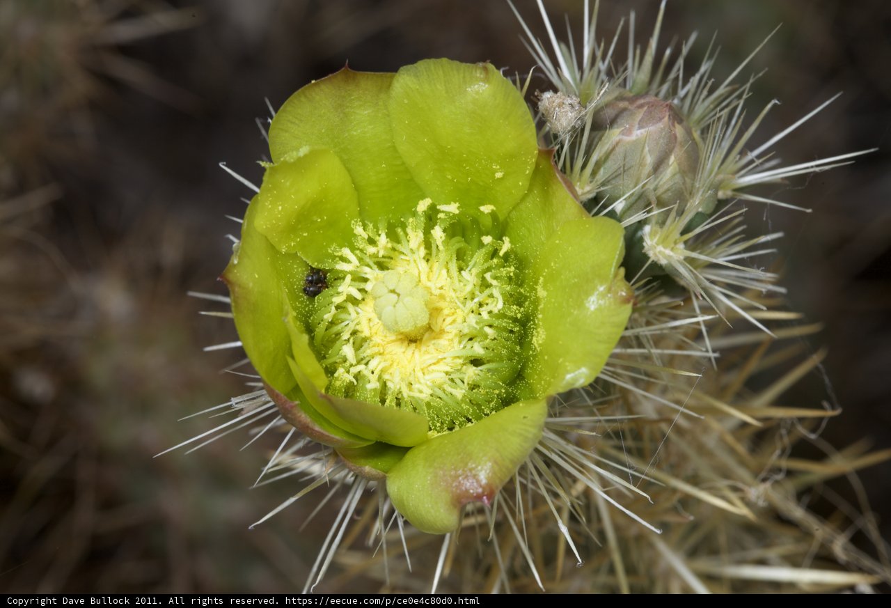 Buzzing on Cactus Pollen