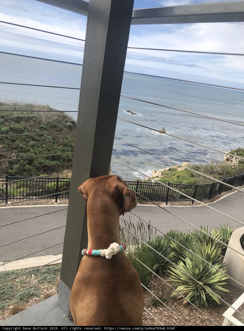 Canine Views