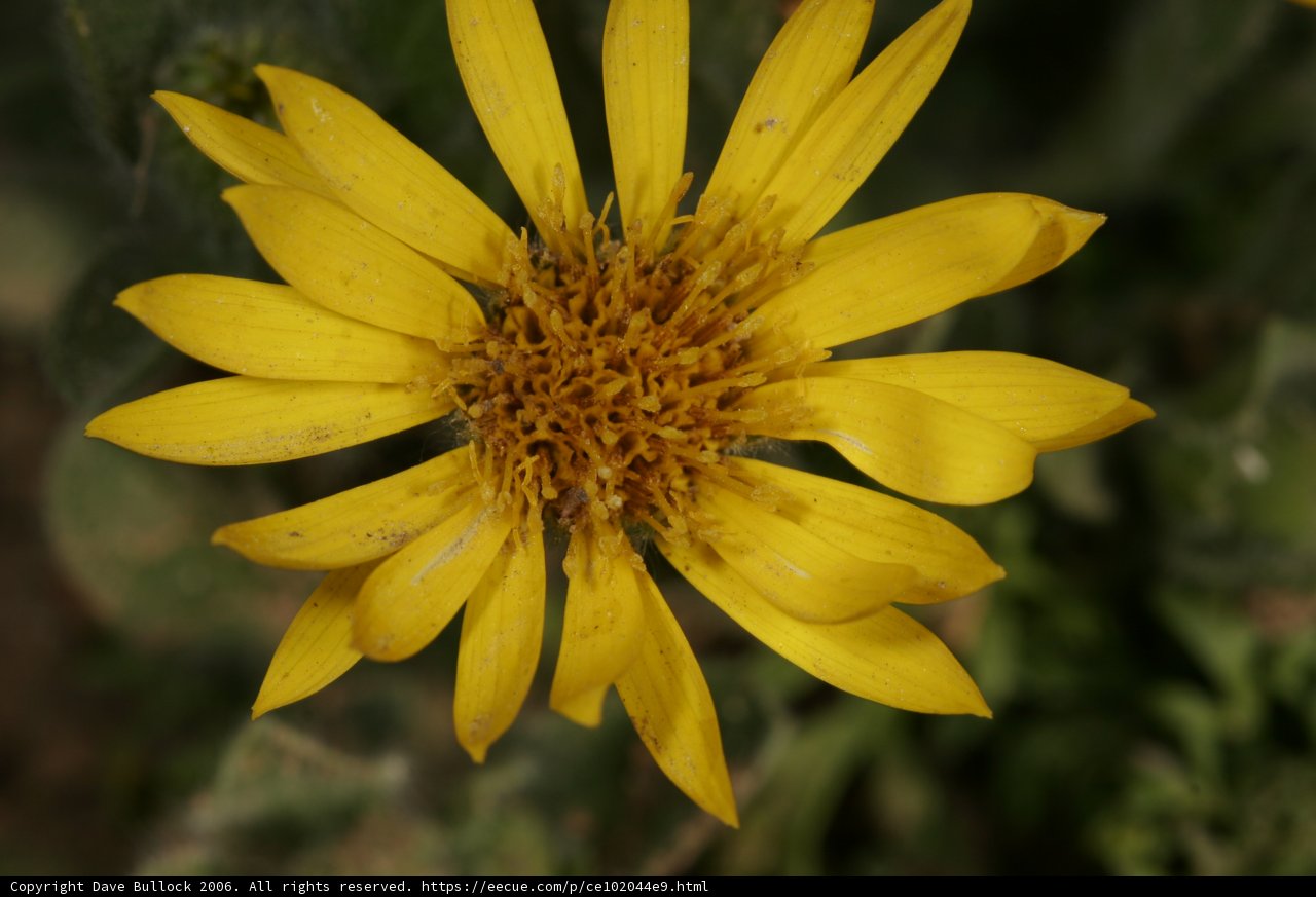 Golden Daisy Petals