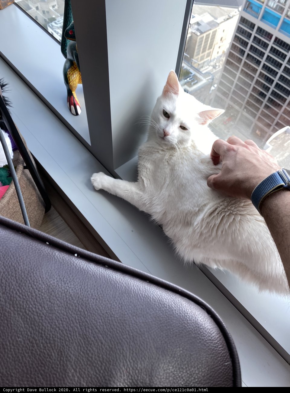 Feline on Windowsill