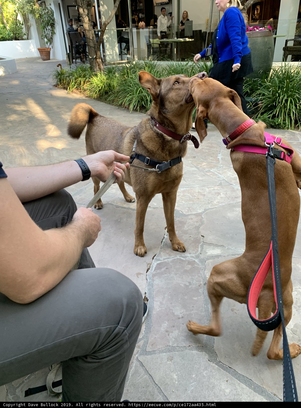 A Walk with Two Canine Buddies