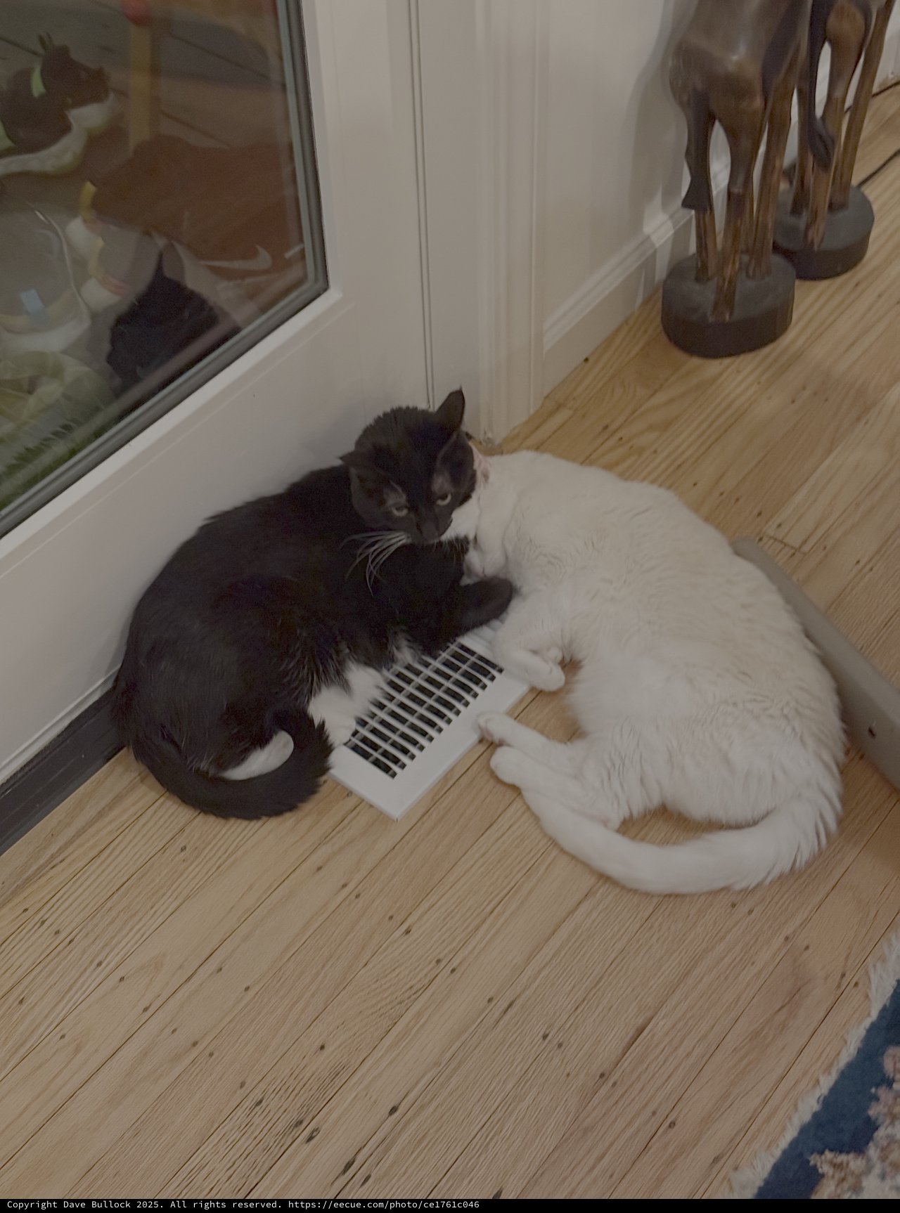 Two Cats Sharing Floor Air Vent Warmth