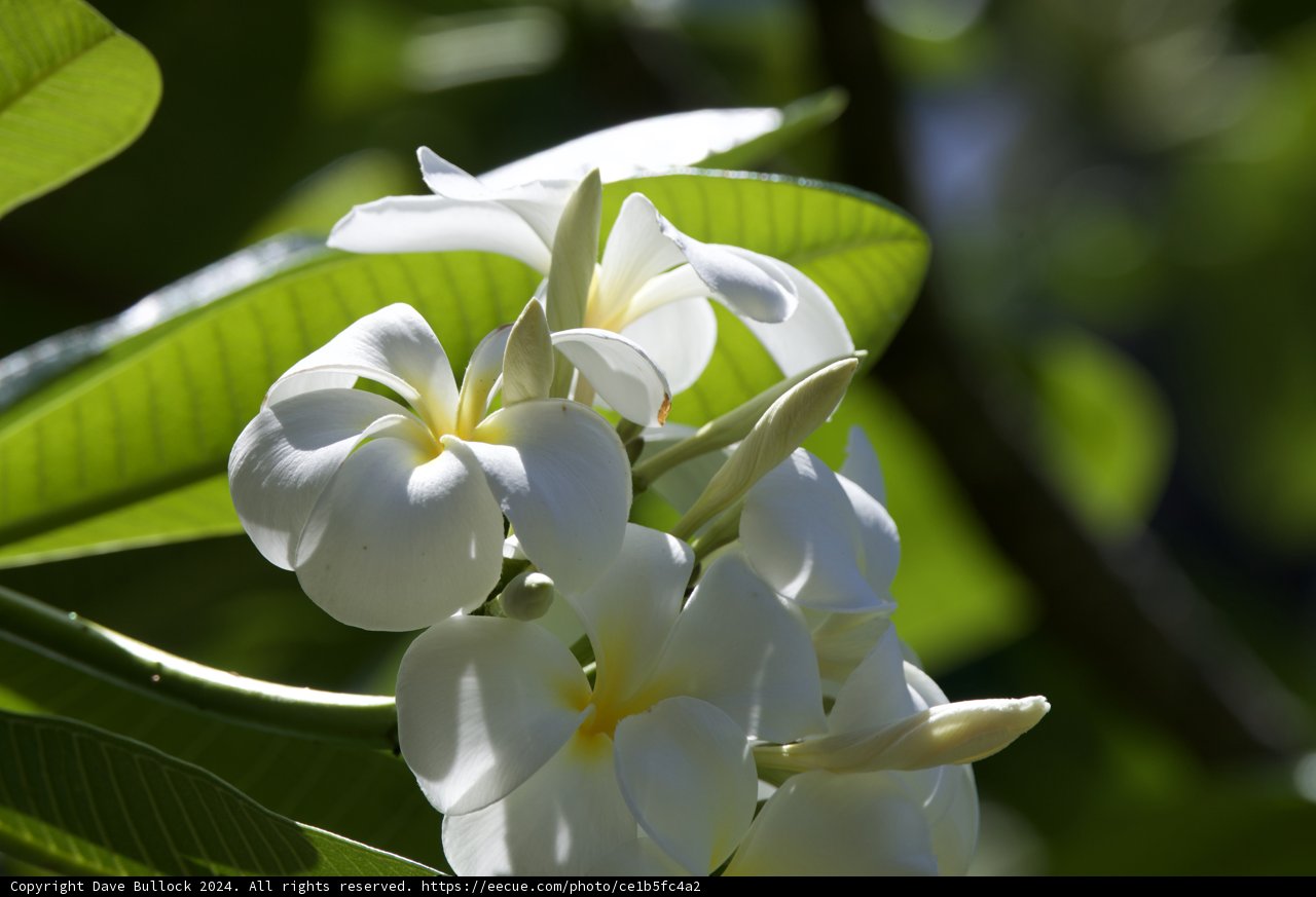 Serene White Blossoms of the Honolulu Zoo