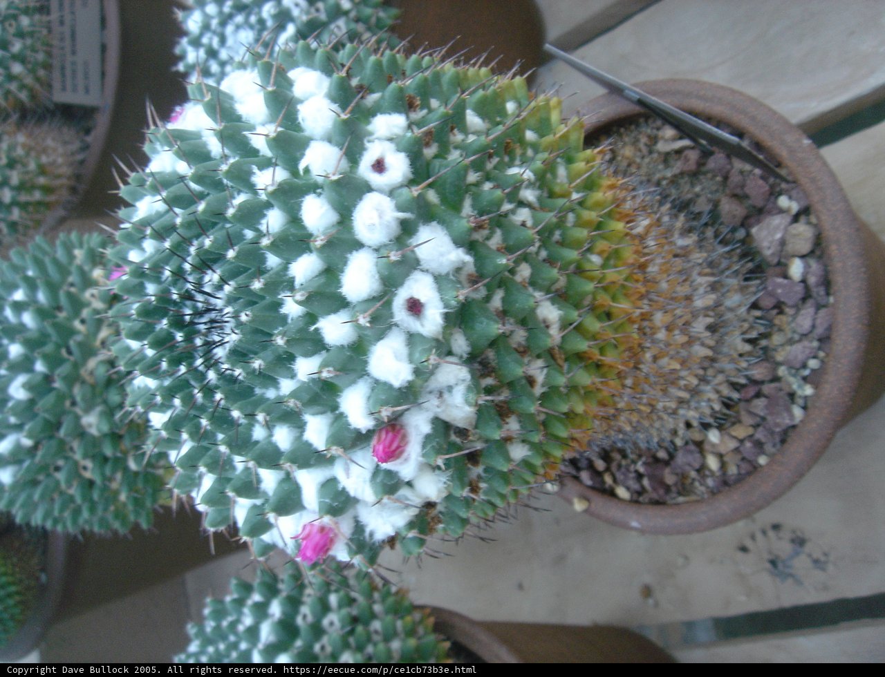 Desert Bloom