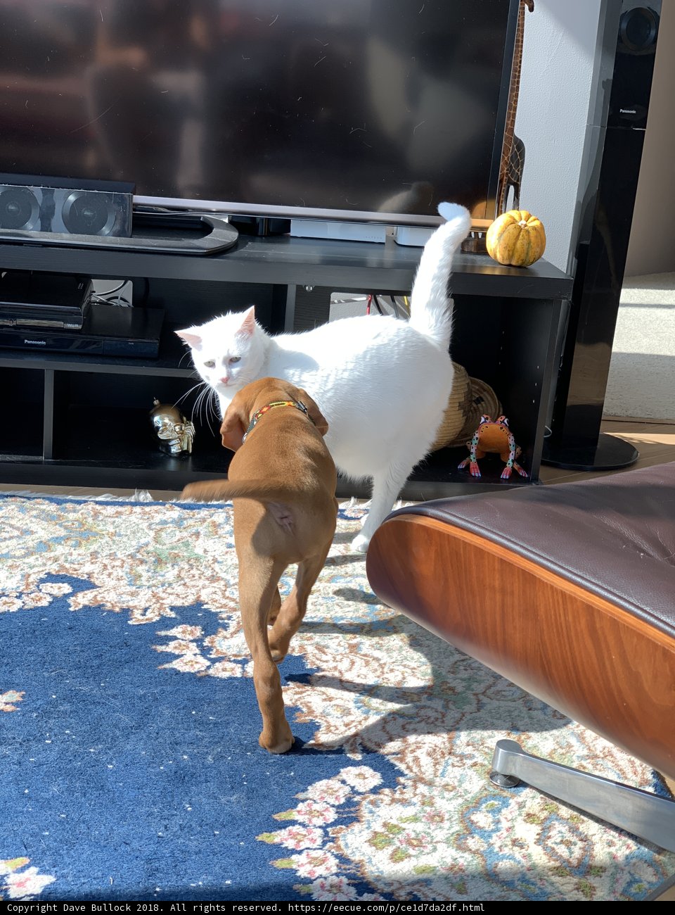 Furry Friends at Play
