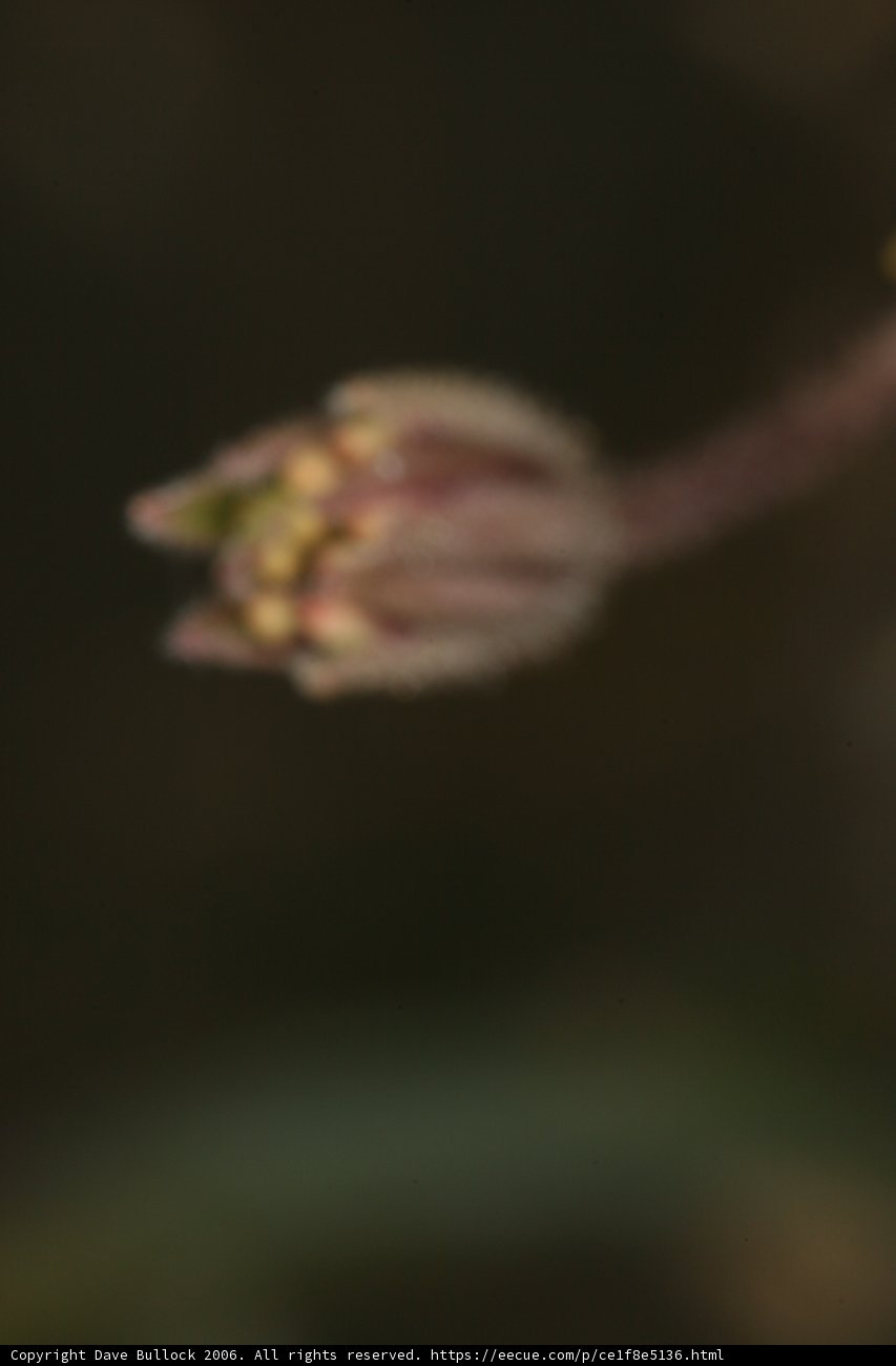 Bud of Beauty