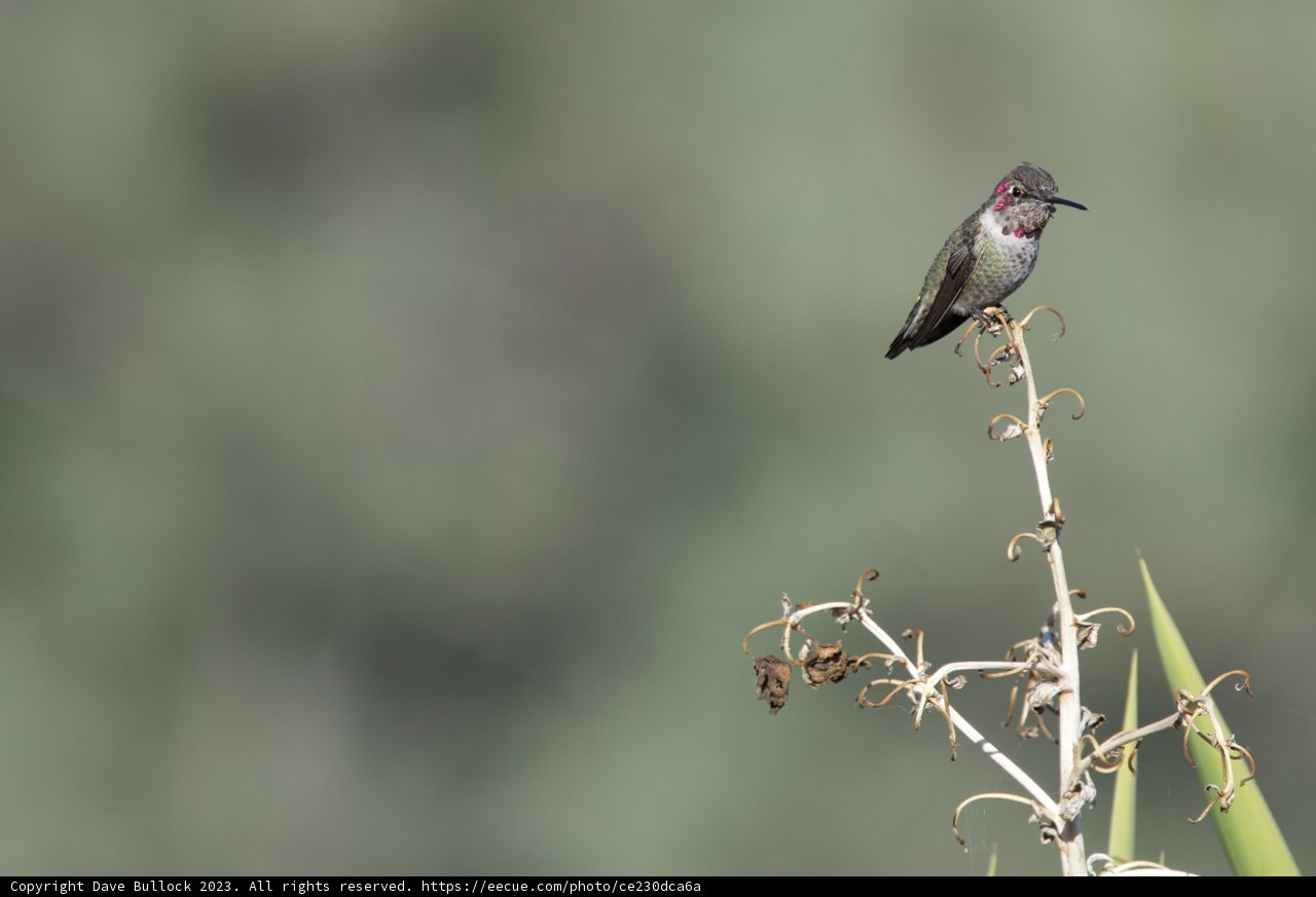 A Pause in Flight: Hummingbird Portrait 2023