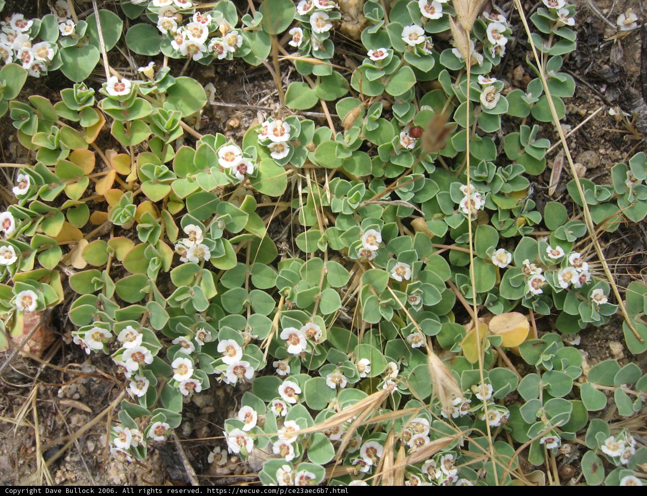 White Flowers and Brown Leaves