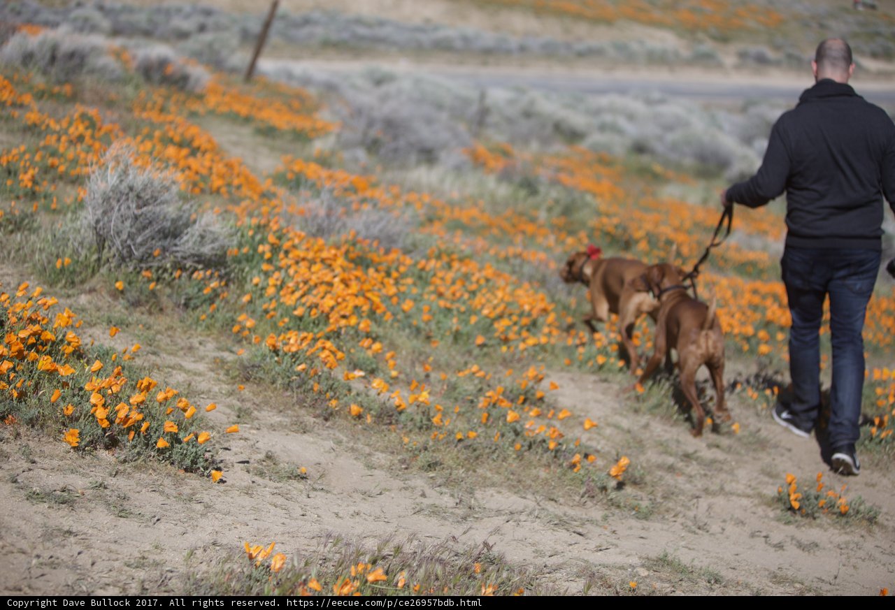 Man Walking His Dogs Amongst Orange Flowers