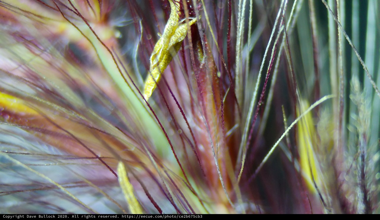 Crimson and Gold: Macro Grass Awns Up Close