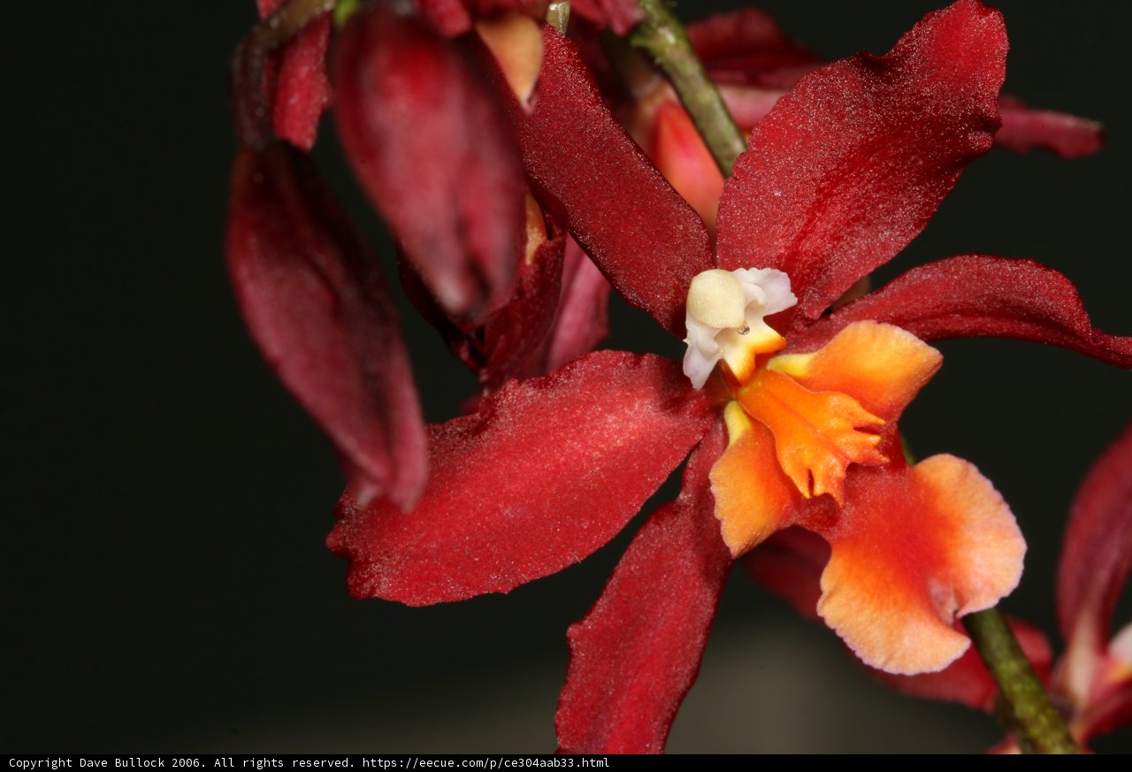 Radiant Red and Orange Orchid