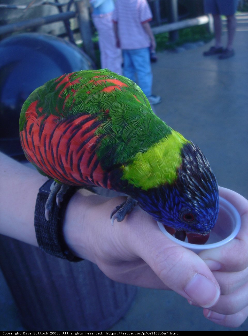 Colorful Parakeet enjoying feeding time with friends!
