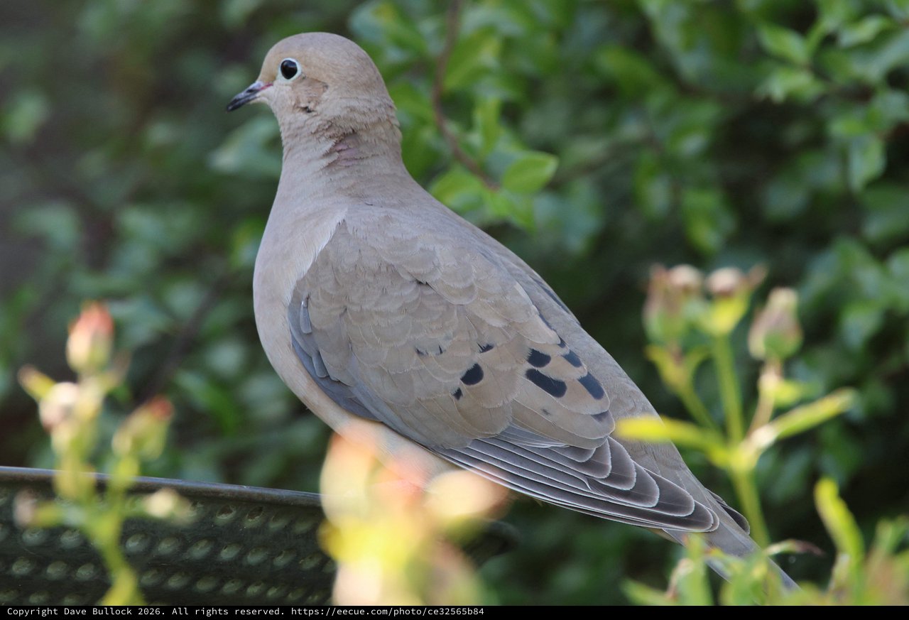 Mourning Dove Perched on Garden Wire
