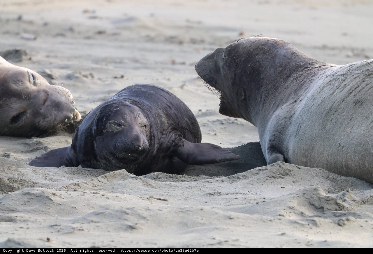 Elephant Seal Pups Resting on Drakes Beach