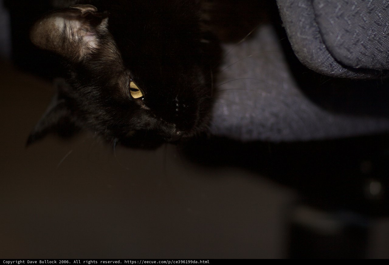 Lounge Companion