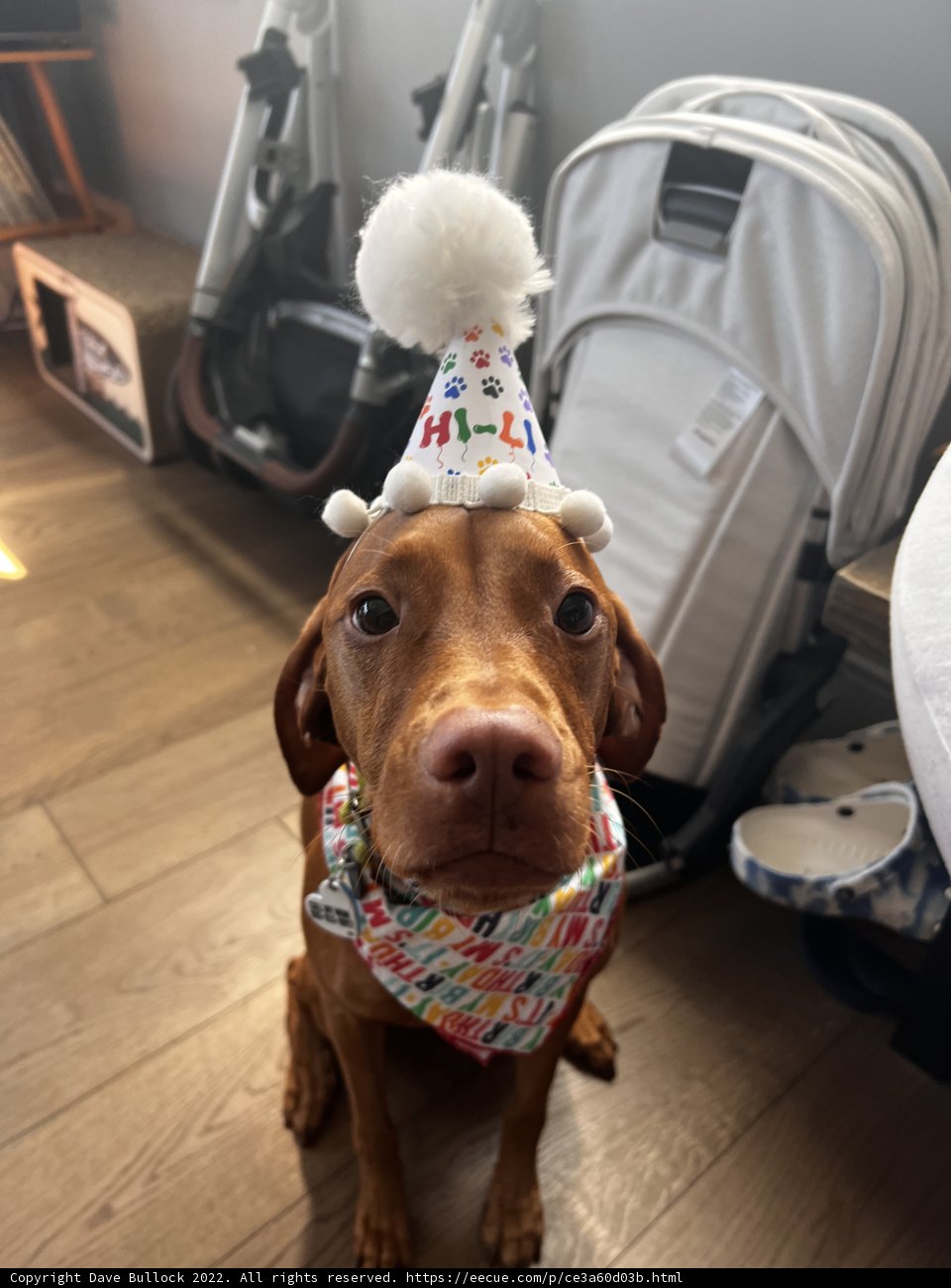 Birthday Pup
