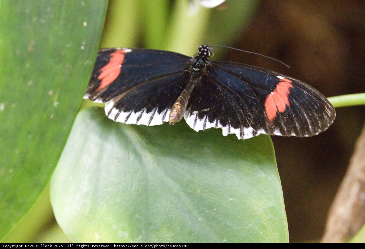 Wings of a Whisper