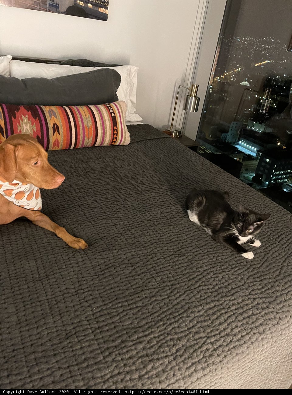 Bed Buddies