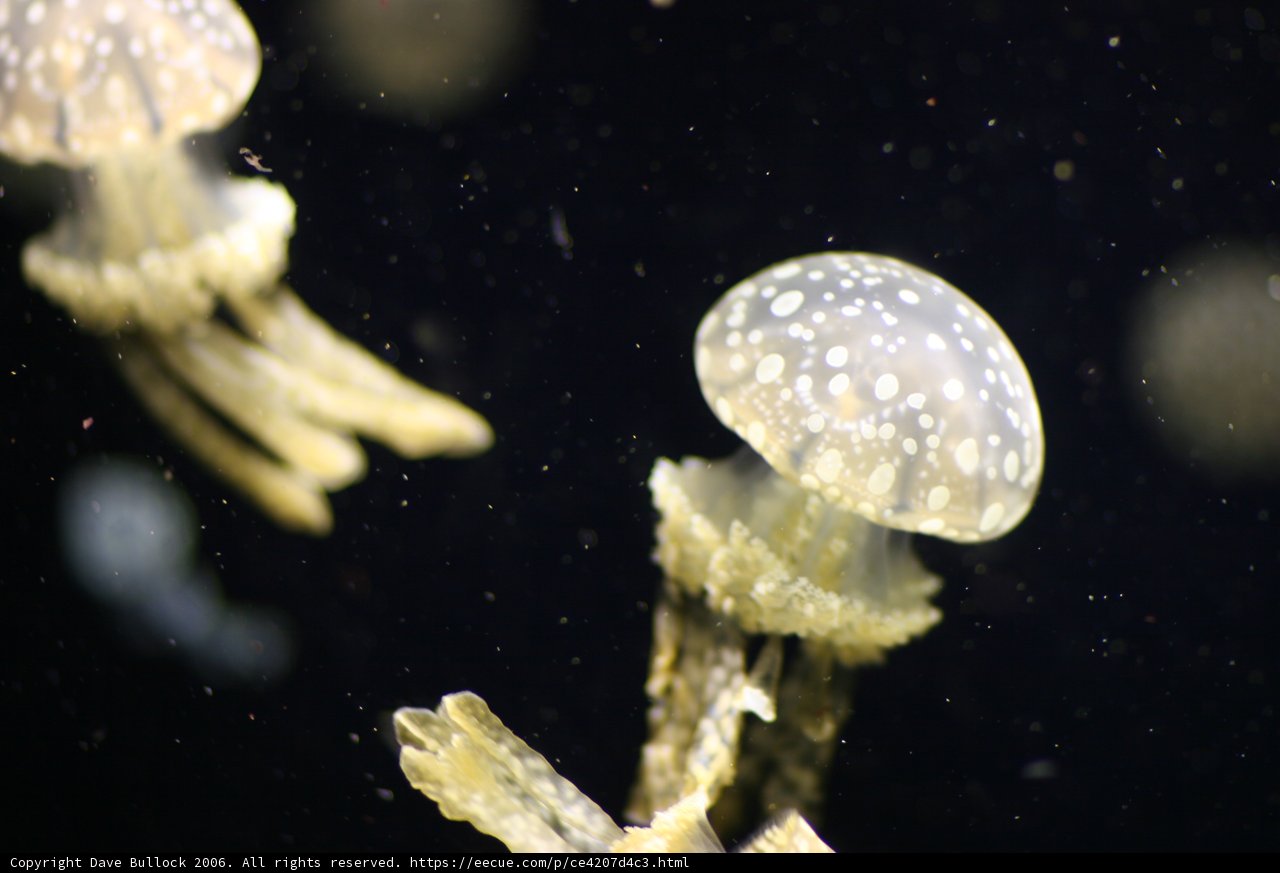 Floating Sea Life