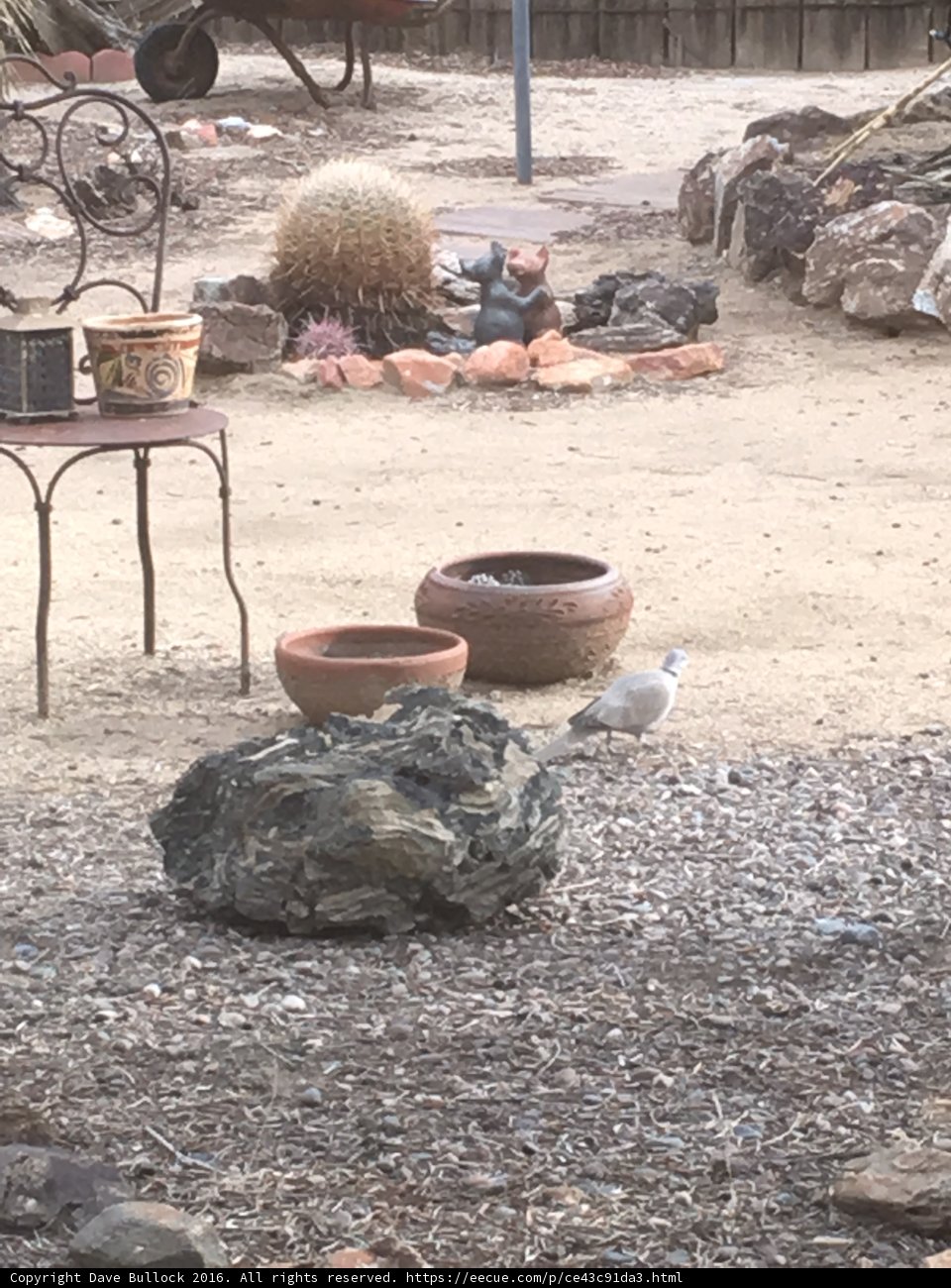 Solitary Bird on a Rocky Stool