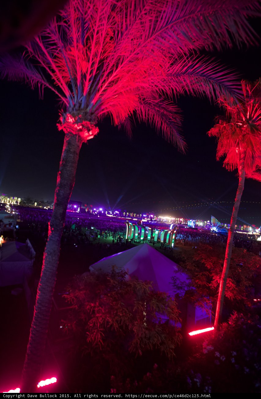 Purple Palm