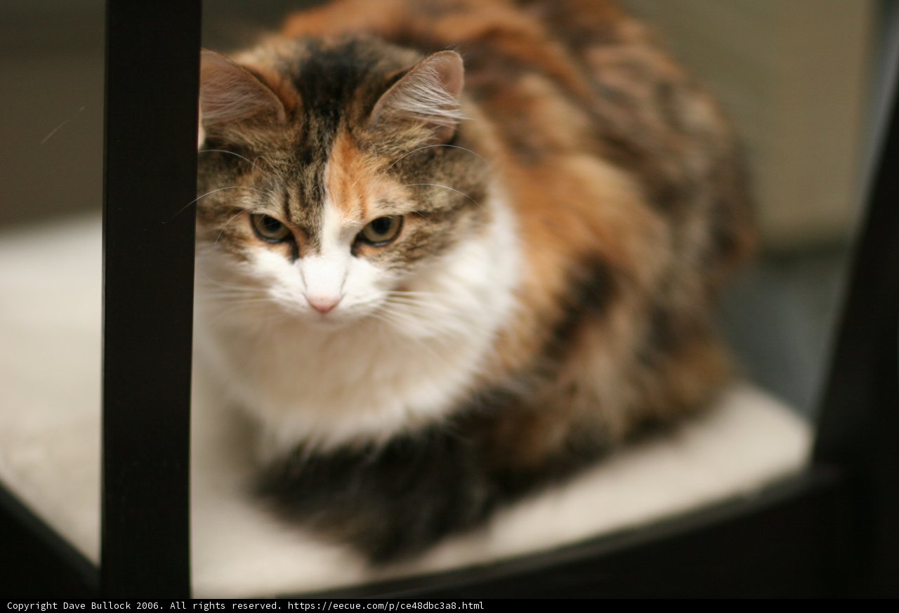 Calico Cat Taking a Rest